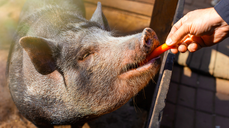 A man's hand feeds carrots to a small black pig standing in a wooden corral on a farm.