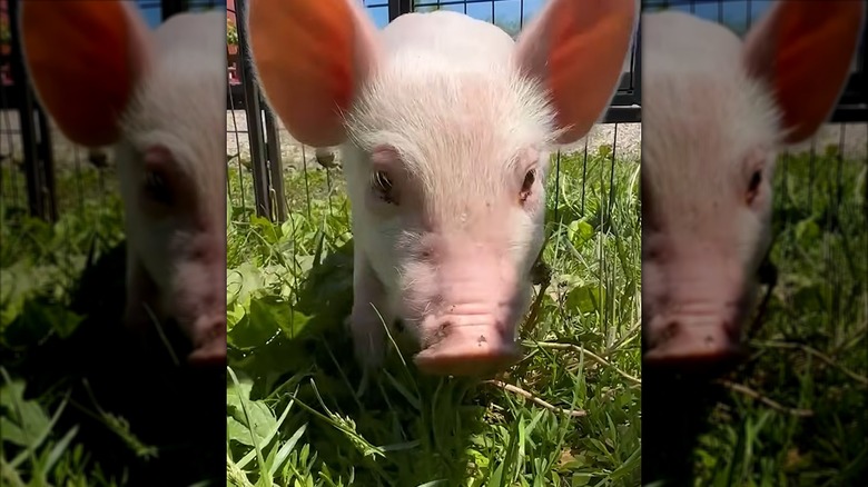 Close-up of a piglet outside on the lawn