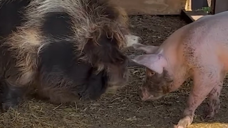 Posey the piglet in her enclosure with friend Poppy.