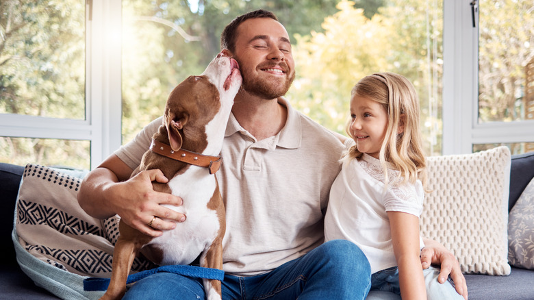 Brown pit bull sitting with a dad and daughter on a couch