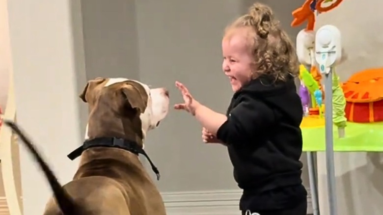 Laughing toddler waves hand at pit bull beside a colorful activity walker.