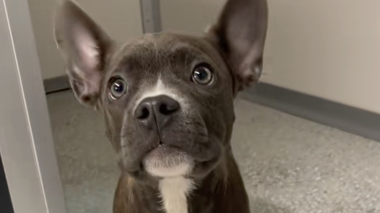 Zora the pit bull-French bull dog mix makes her TikTok debut.
