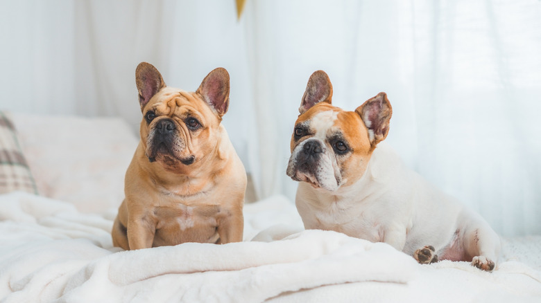Two French bulldogs hanging out on a bed.