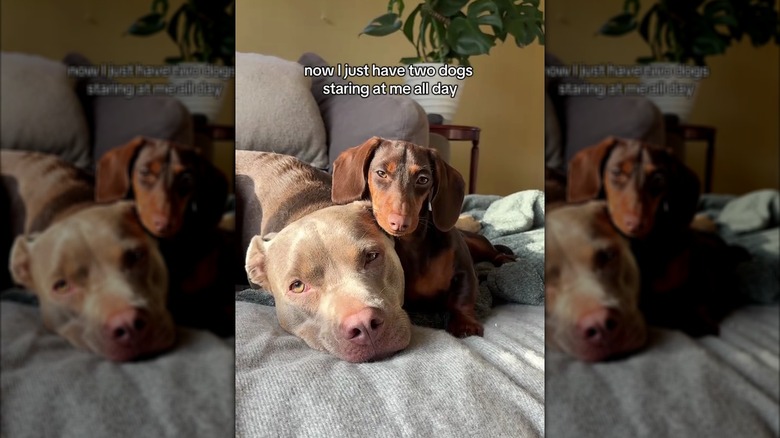 Pit bull mix and dachshund staring at the camera