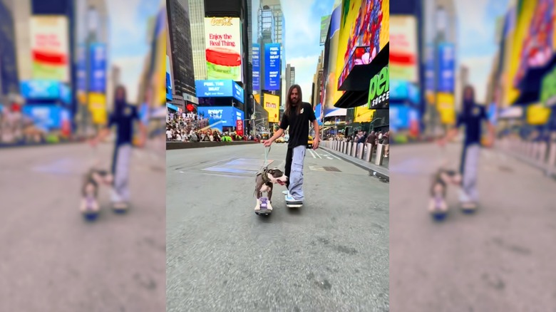 Pit bull skateboards with man in black shirt and blue and black pants on Times Square.