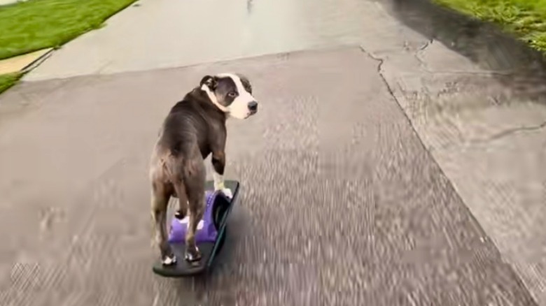 Pit bull rides one-wheeled skateboard down a road.