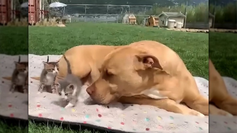 Pit bull with two kittens on a blanket outdoors