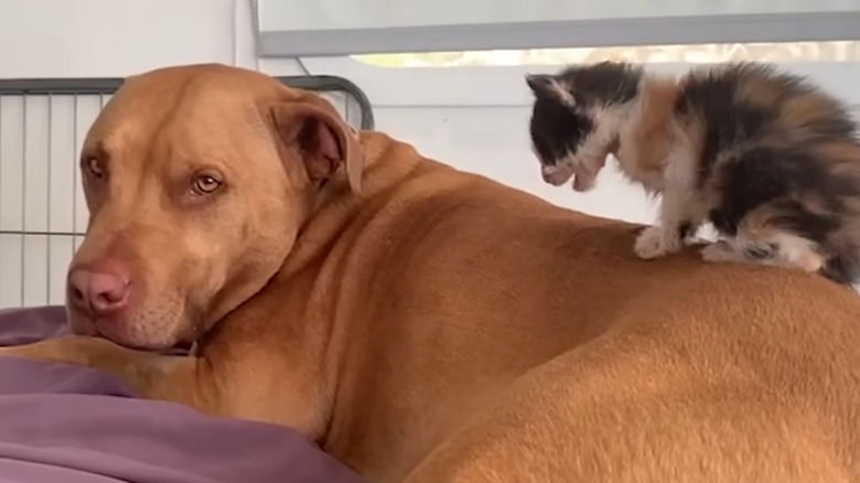 Pit bull with a kitten on its back