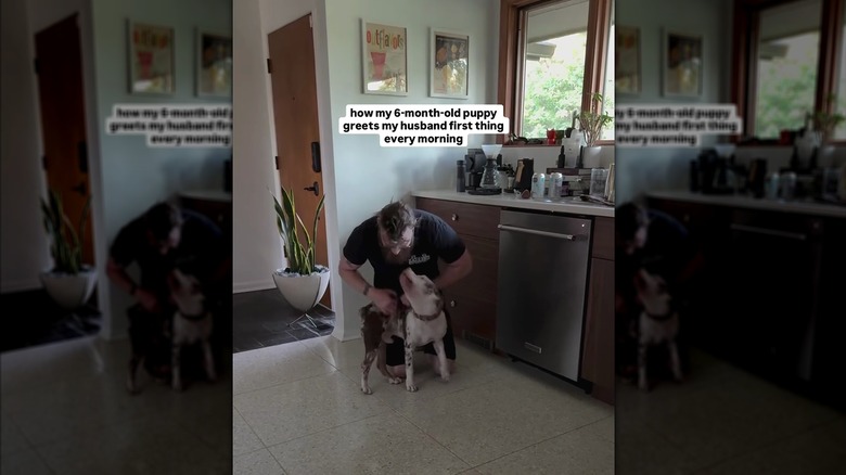 Pit bull greeting his owner enthusiastically