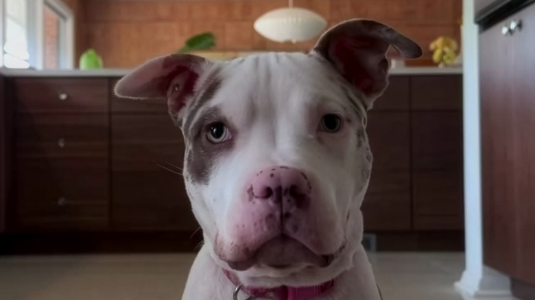 Close-up of pit bull