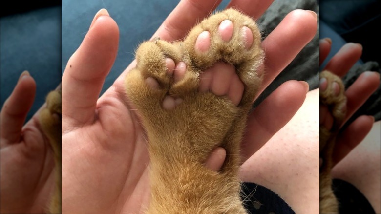 Underside of polydactyl cat's paw