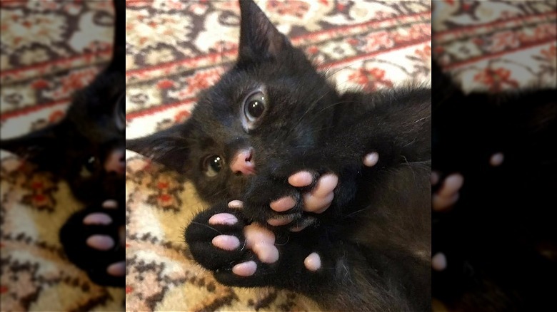 Black kitten with pink toe pads