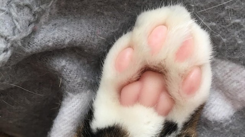 Underside of cat's paw