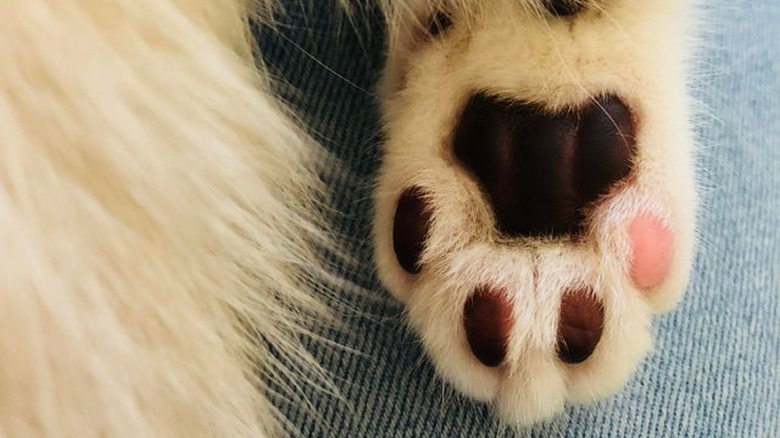 Underside of cat's paw with all black toe pads and one pink toe pad