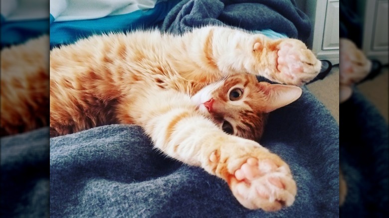 Cat showing the bottoms of its paws