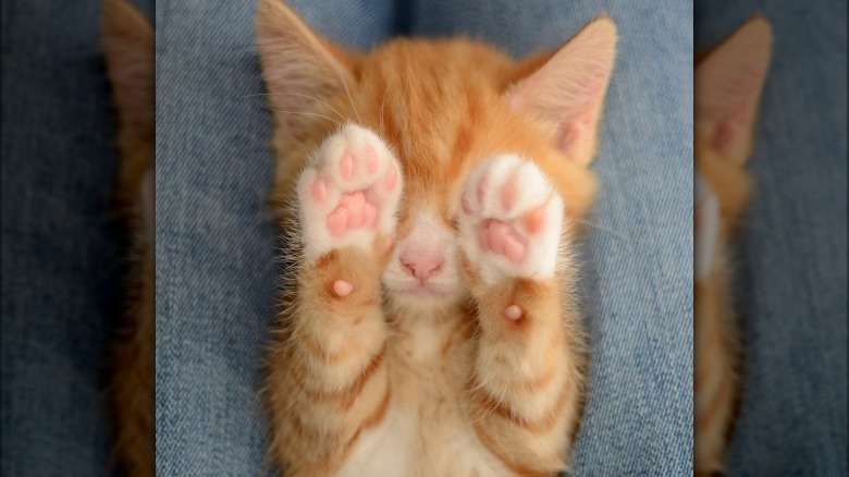 Kitten holding its paws over its eyes