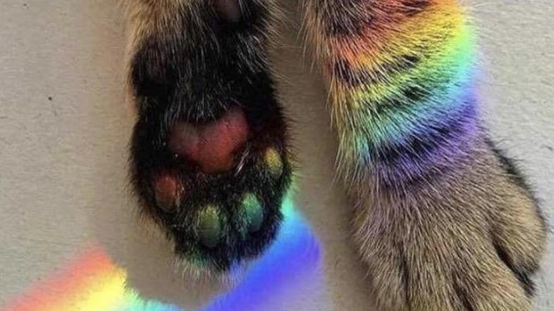 Cat with a rainbow refracting across the bottoms of its paw