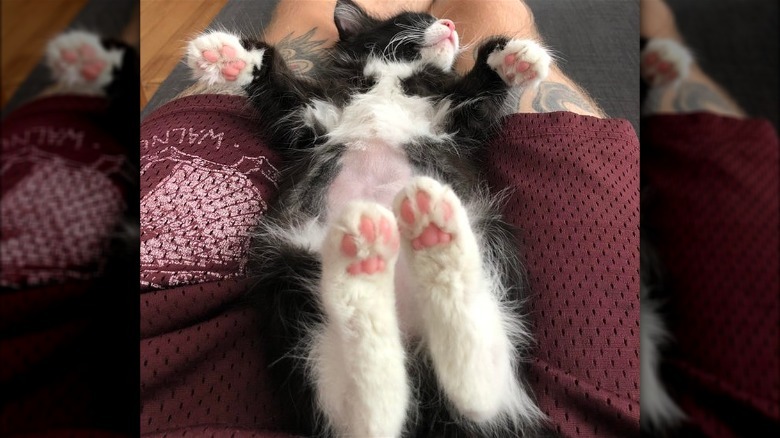 Cat on its back showing undersides of all four paws
