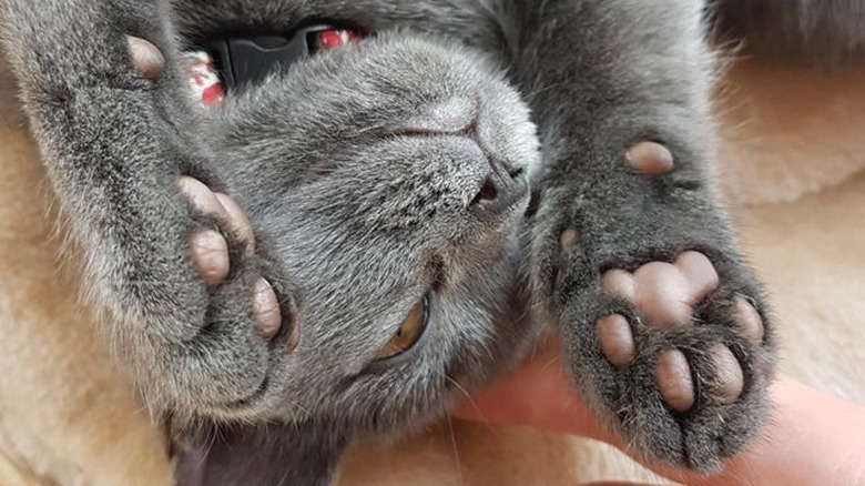Gray kitten with pink toe pads