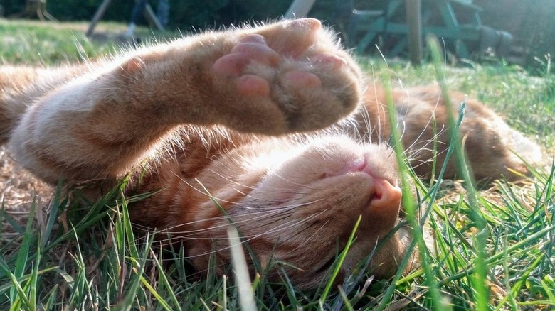 Cat laying on its back outside in the sunshine