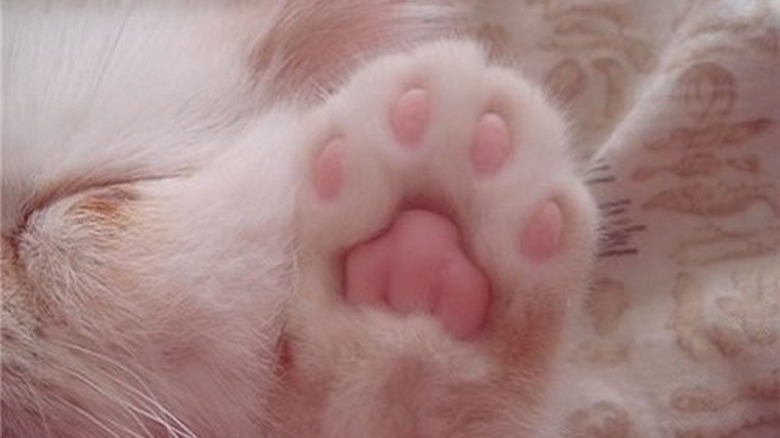 Underside of kitten's paw