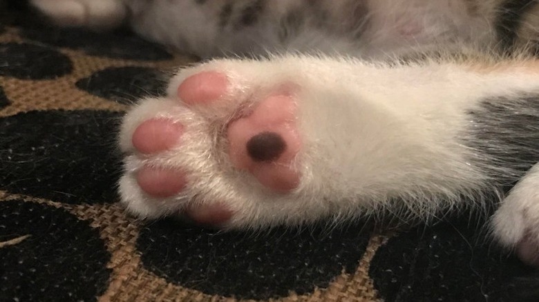 Cat's paw with a black spot on one toe pad