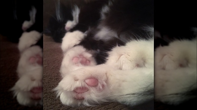 Bottom of cat's tufted paws