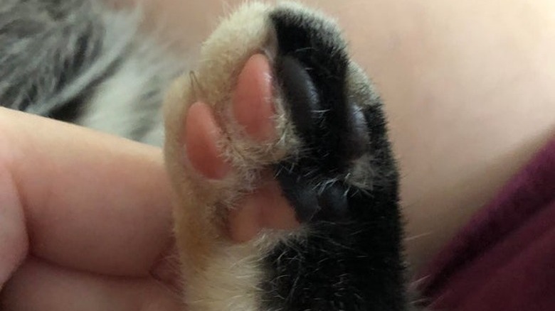 Cat paw that is half black and half ginger