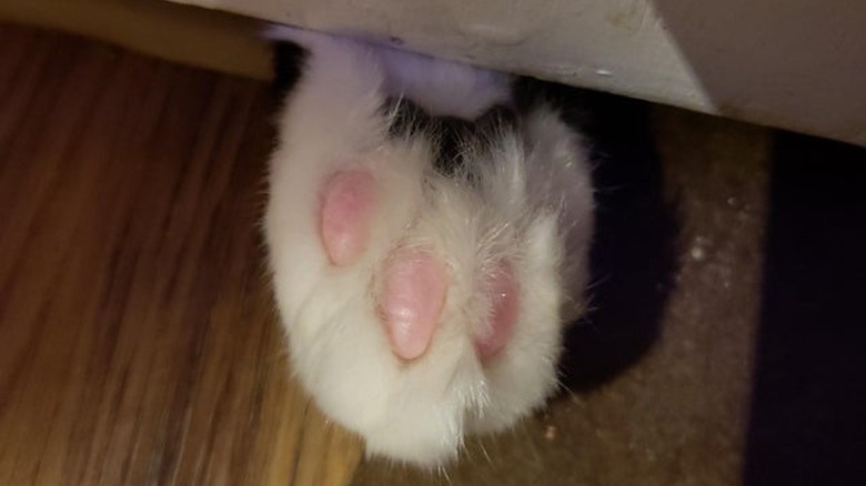 Cat poking a paw under a closed door