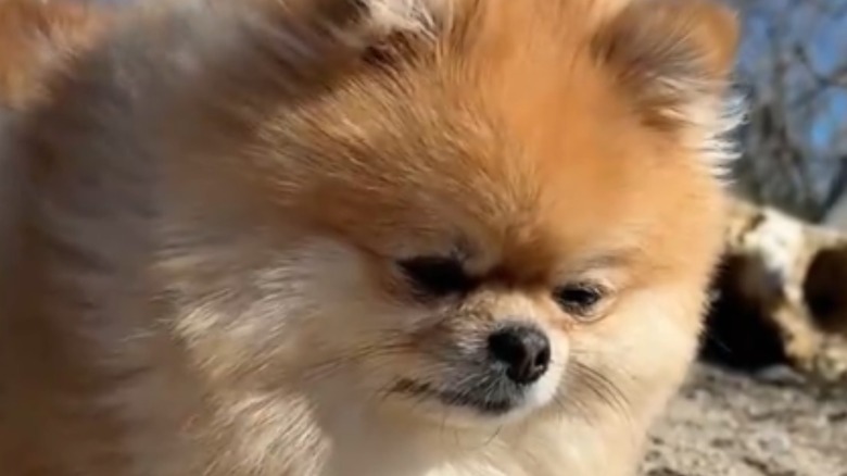Pomeranian looks away outside.