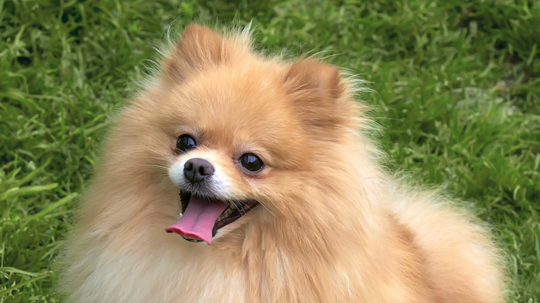 Close-up of Pomeranian