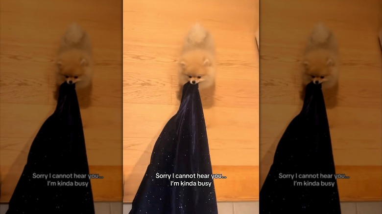 Pomeranian pulling on item of clothing with its mouth