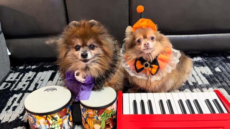 Two Pomeranians in costume play the keyboard and drums.