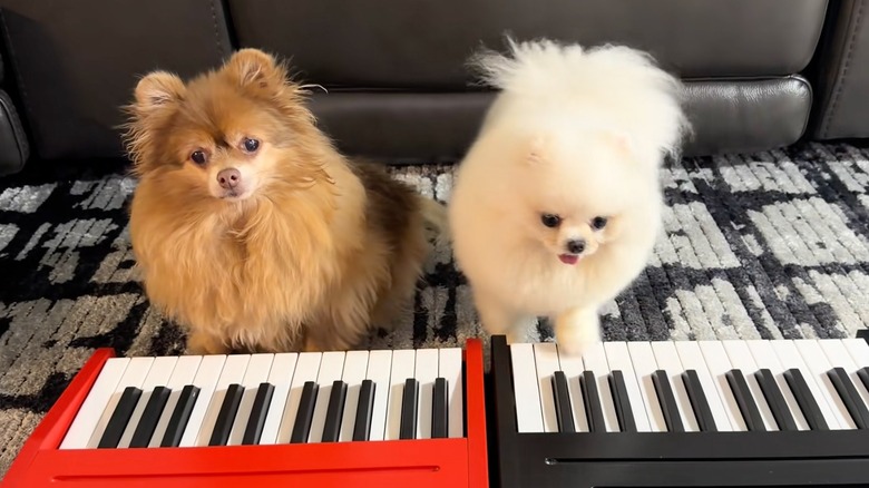 Two Pomeranians in play their own red and black mini keyboards.