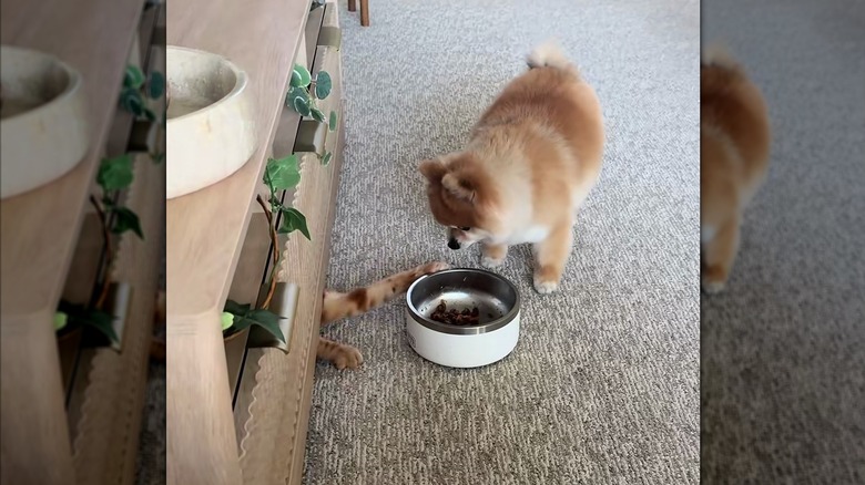 Pomeranian watches as a cat tries to steal her food dish