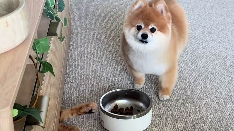 Pomeranian stares at camera while a cat tries to steal her food dish