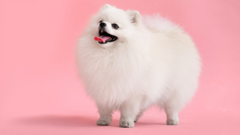 A fluffy Pomeranian dog looks happy.