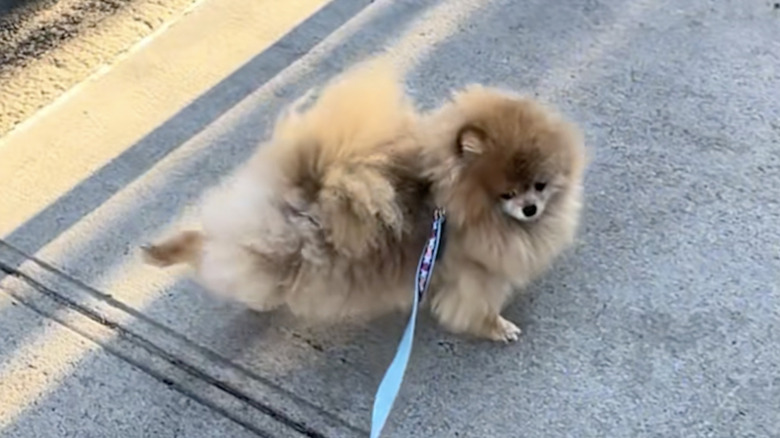 Keanu the Pomeranian dog does ballet stretches on his walk on TikTok.