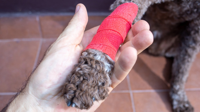 Doodle dog arm wrapped with vet wrap being held by a hand