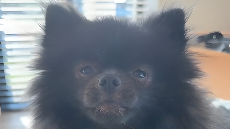 Close-up of black Pomeranian