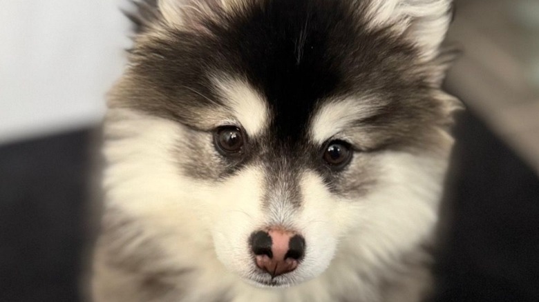 Pomsky puppy looking at camera