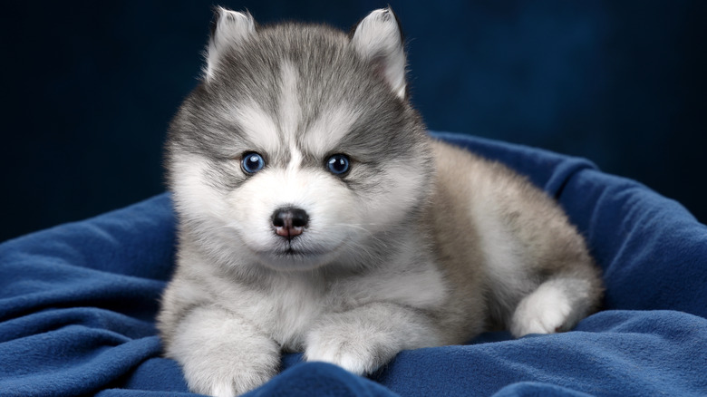 Cute, cartoonish-looking pomsky dog sitting in a dog bed.