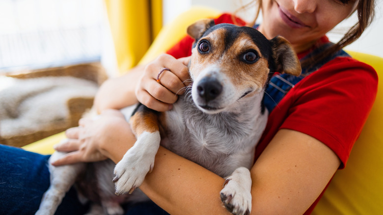A woman happily holding a dog and giving pats.