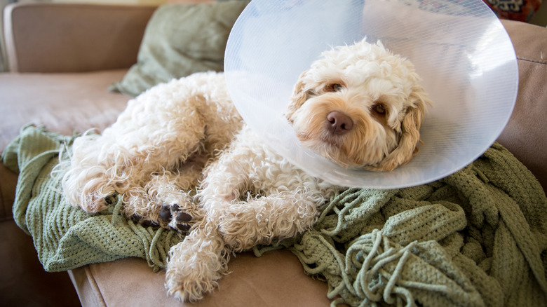 Cockapoo wearing cone while lying on blankets on sofa