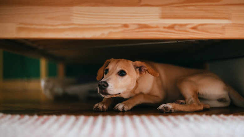 Dog hiding under bed
