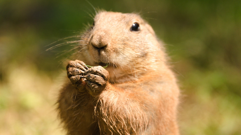 A chubby prairie dog stands upright on its hind legs holding and nibbling a green plant stem.