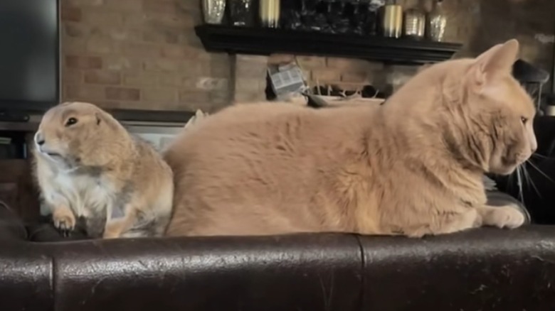 Prairie dog and orange cat sit on top of a brown couch.