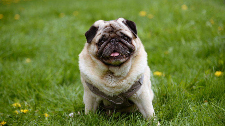 A pug sitting in the grass