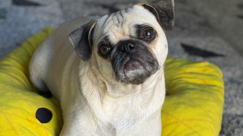 Pug sits on plush bright yellow bed with head tilted to the left.