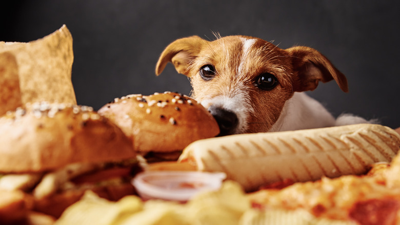 Jack russell terrier stealing fast food.